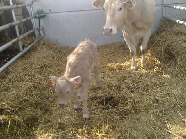 Les gites de la ferme de caubert en ba ... 