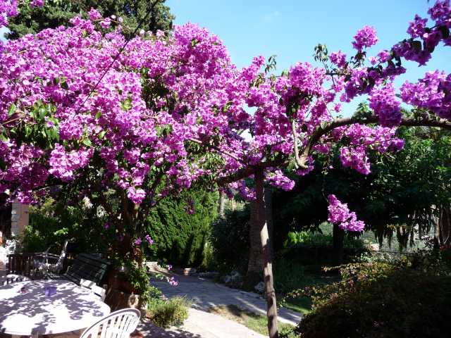 Photo Maison / Villa Grasse Lou naouc