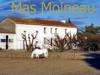 Mas moineau